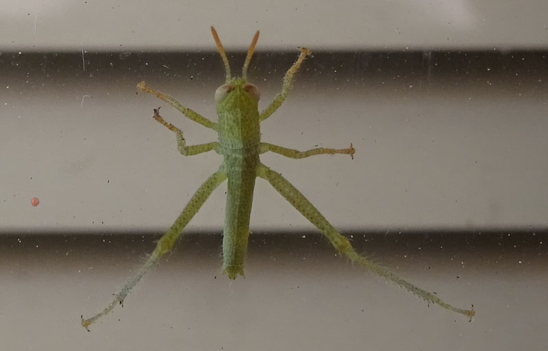 neanide: Anacridium aegyptium - Acrididae.....dal Trentino